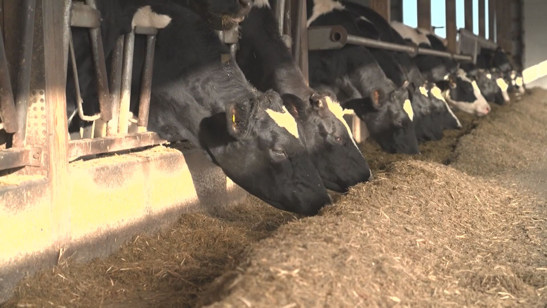 美國撥近兩億美元應對禽流感 包括資助受影響奶農