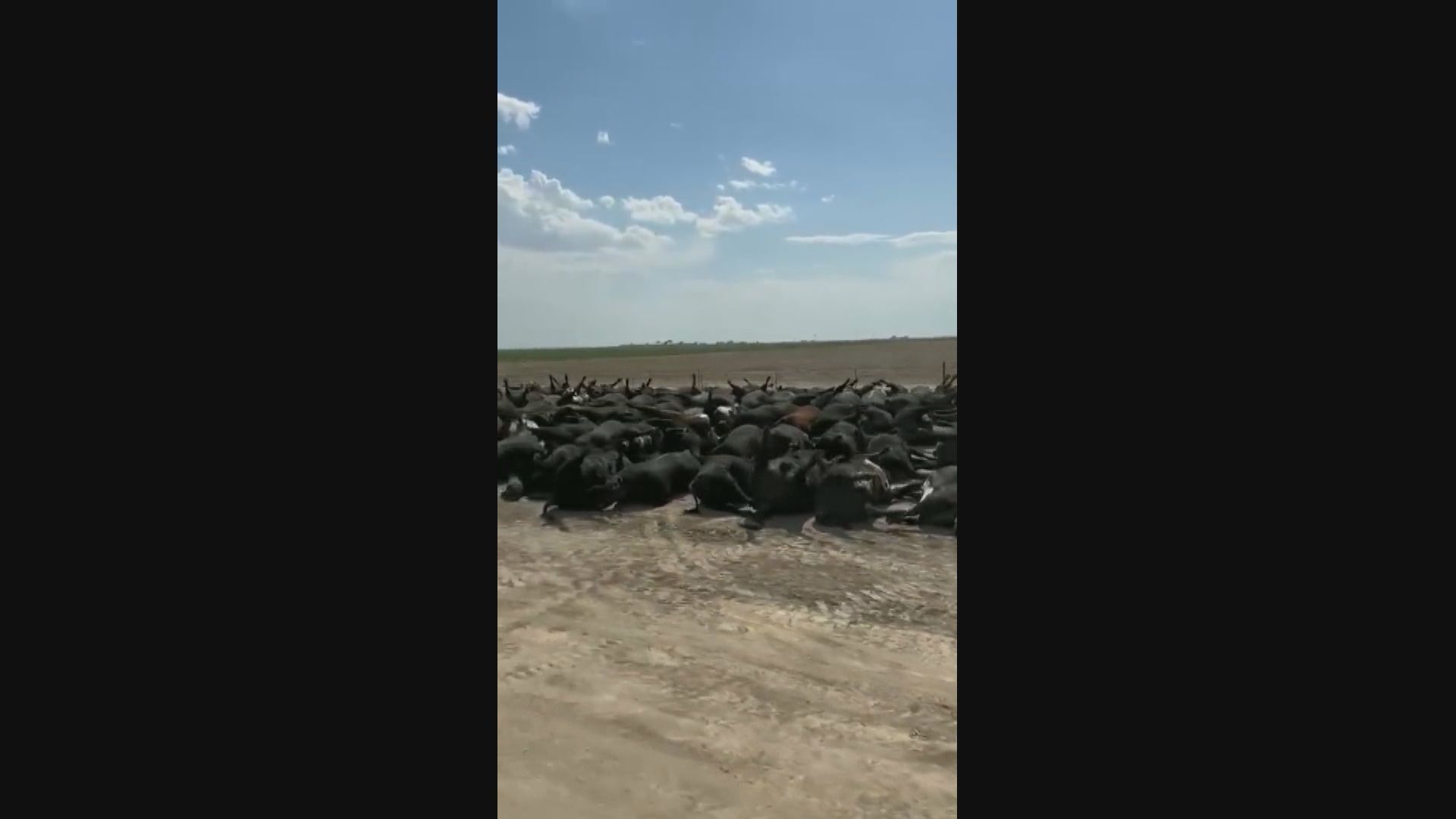 美國黃石國家公園洪災仍未重開　堪薩斯州逾兩千牛隻酷熱死亡