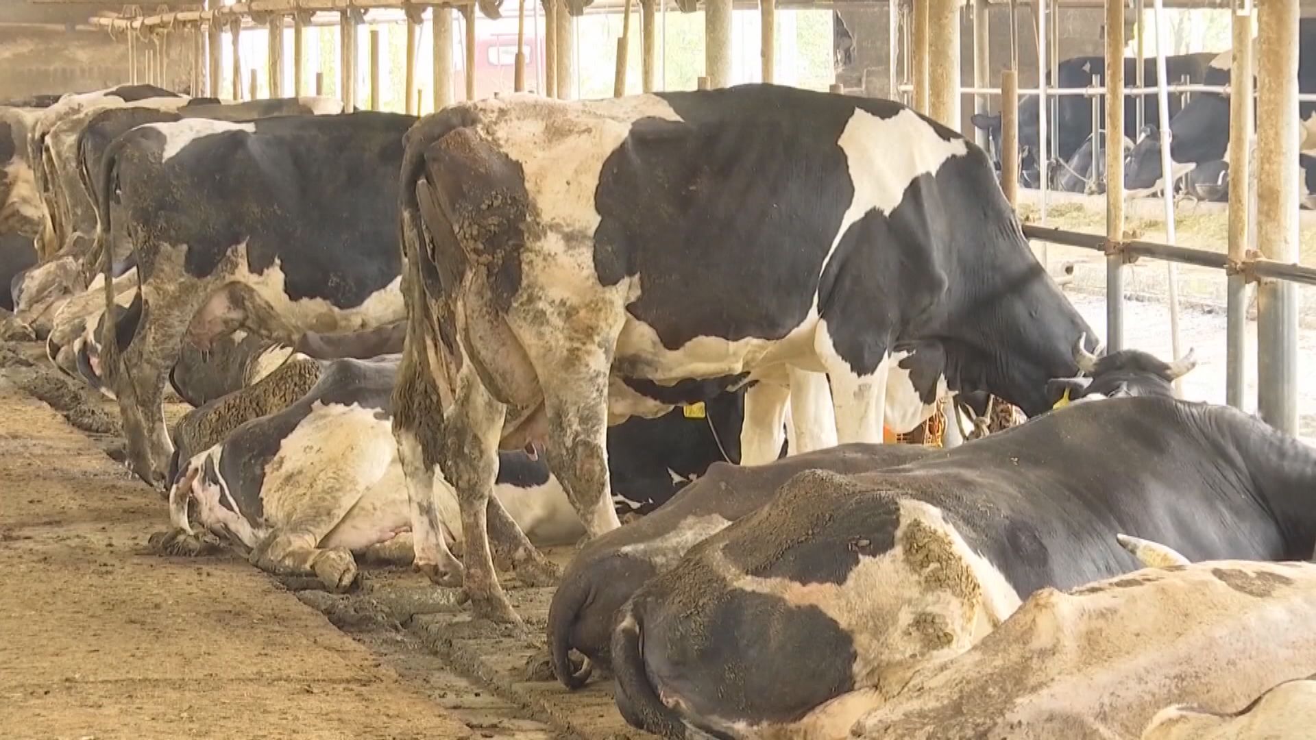 路透社：美國五個州有乳牛死於禽流感