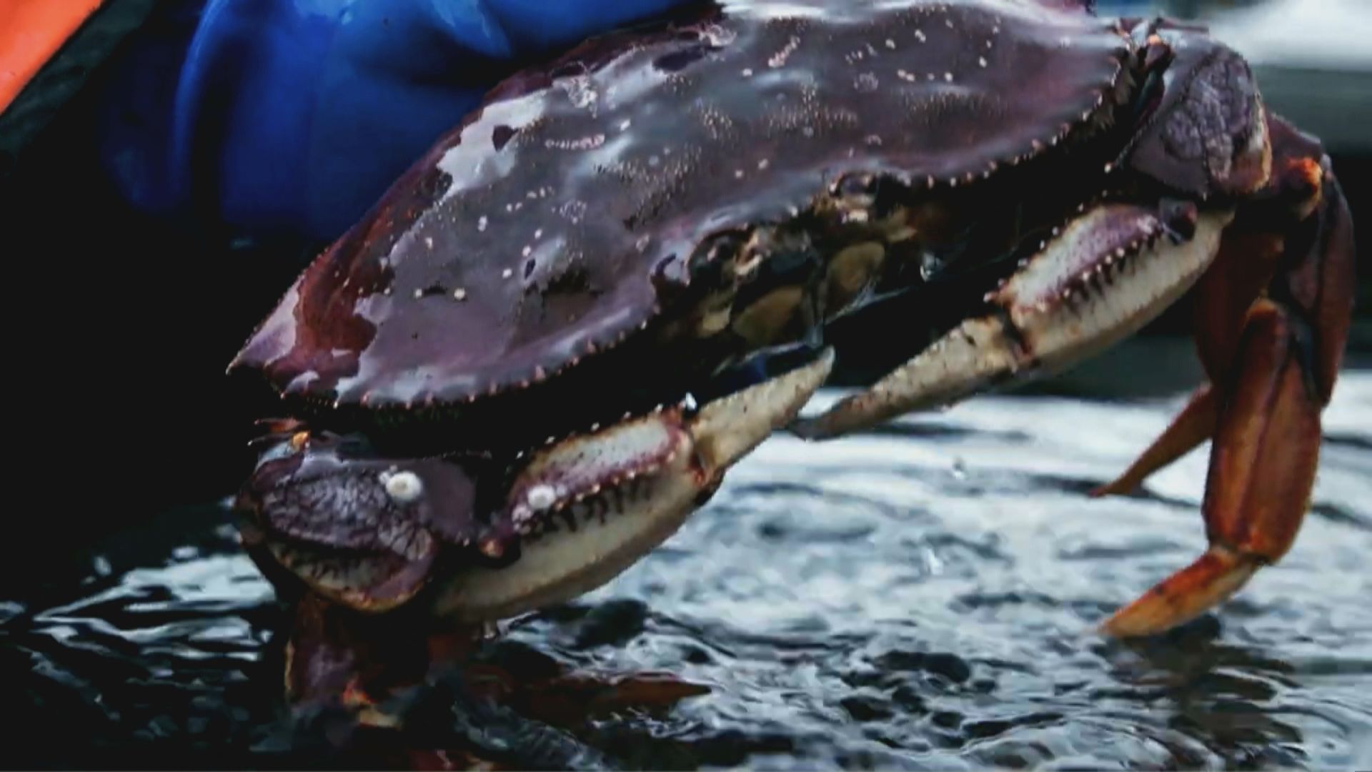 松葉蟹數量下降　美國阿拉斯加州取消冬季捕撈季節