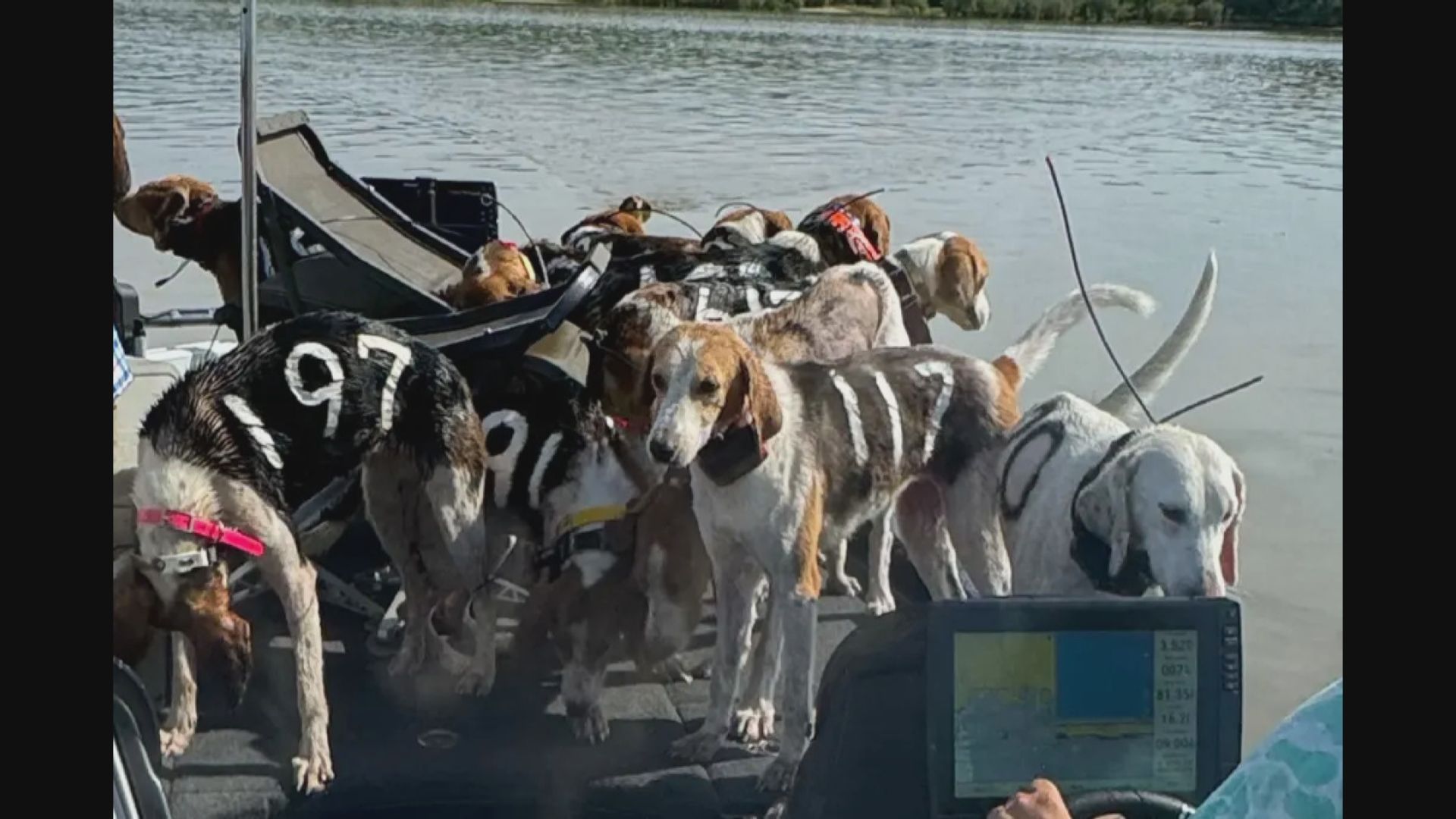 釣魚旅程發現遇溺獵犬 美國三名男子救起38隻狗