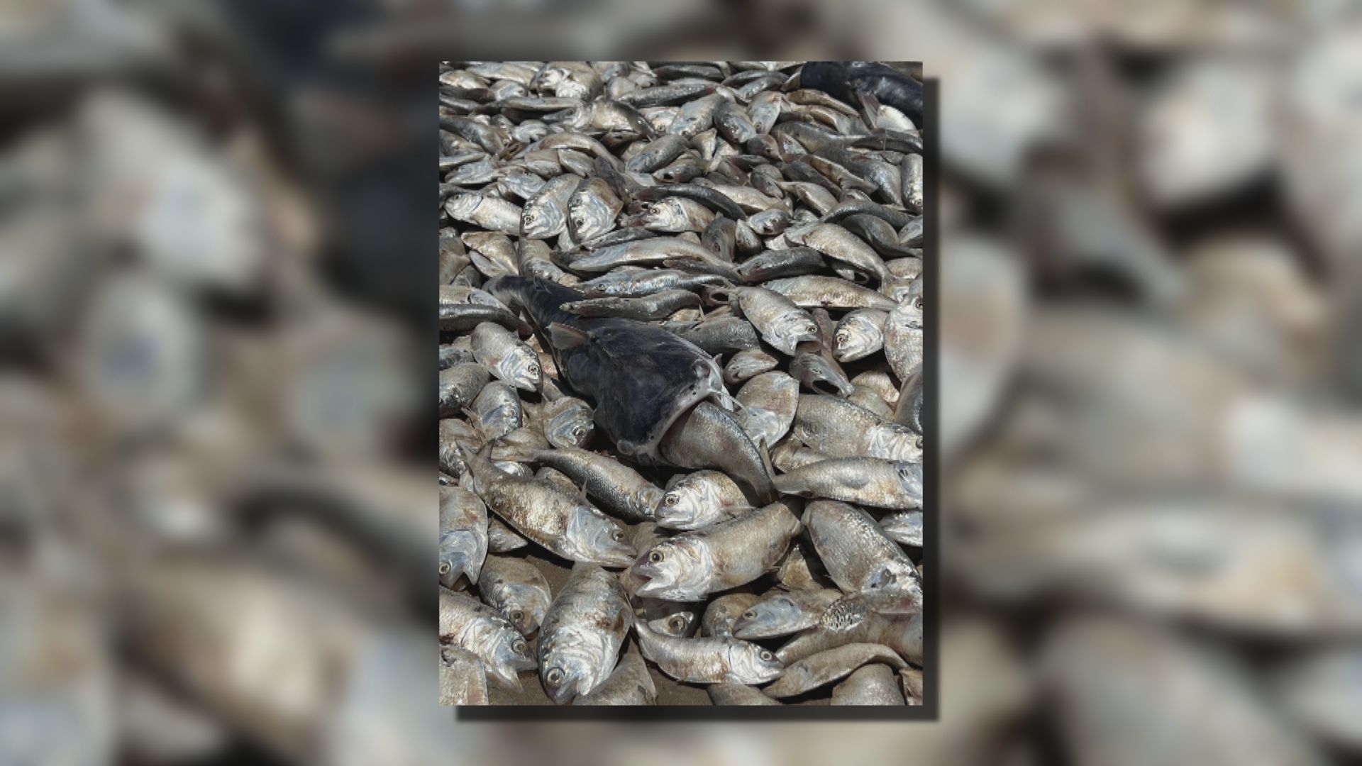 美國得州海岸魚群集體死亡 疑氣候暖化所致