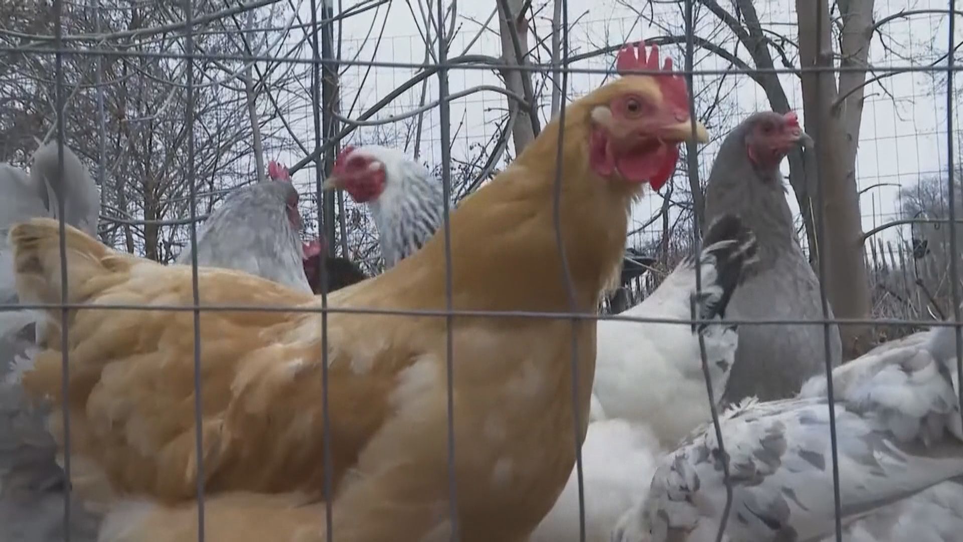 美國出現首宗沒動物接觸史的人類感染禽流感個案