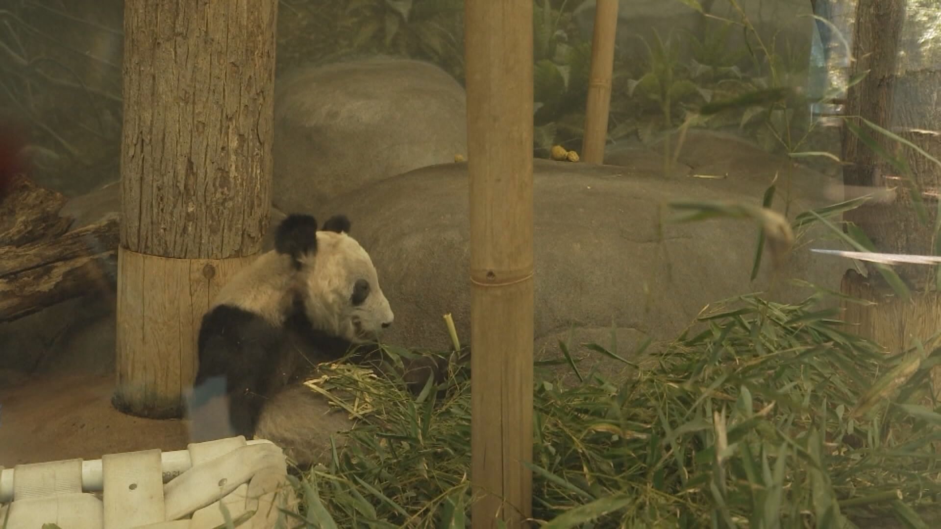 22歲旅美大熊貓「丫丫」返抵上海