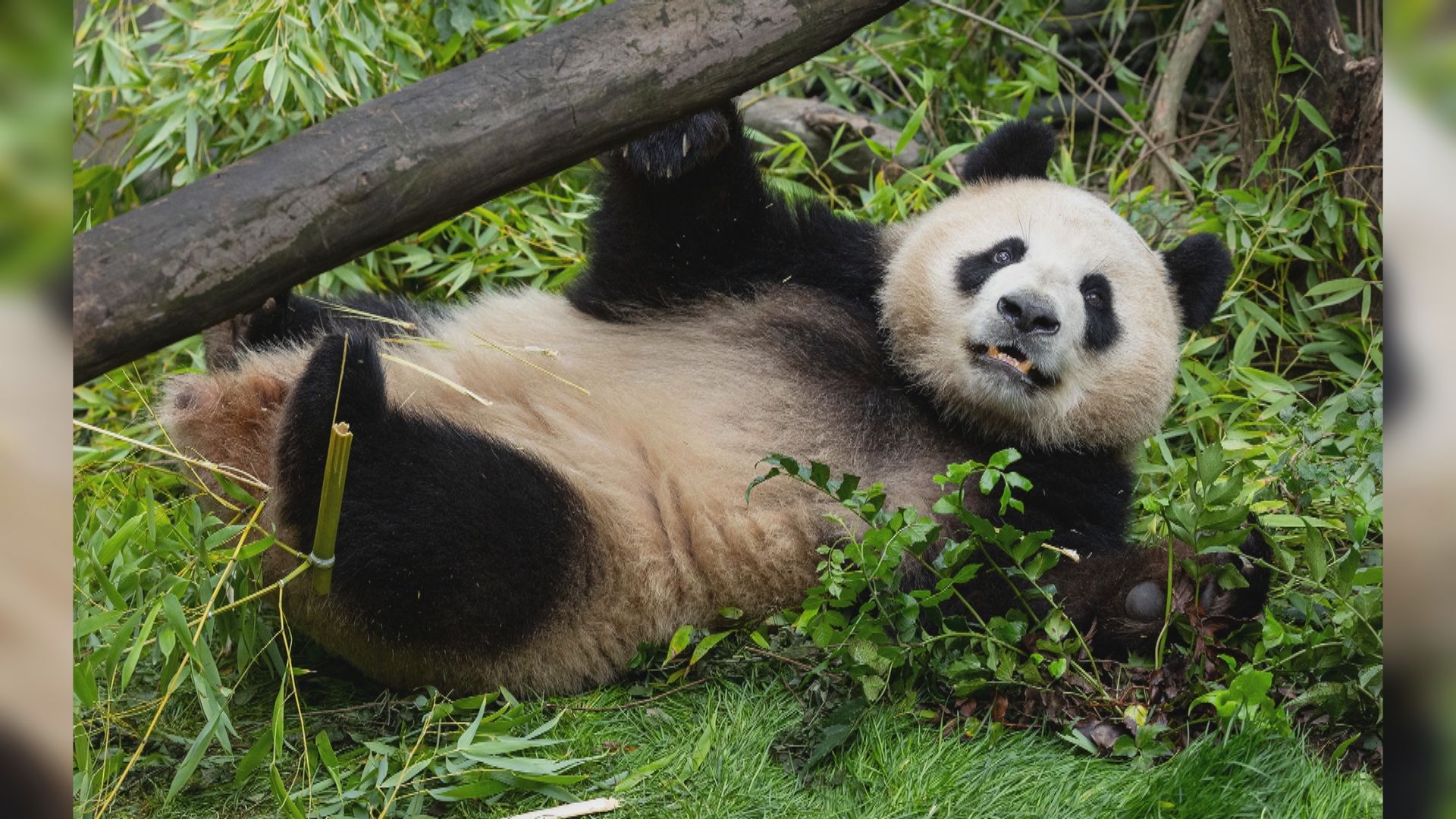 熊貓「雲川、鑫寶」落戶聖迭戈動物園 料今季亮相