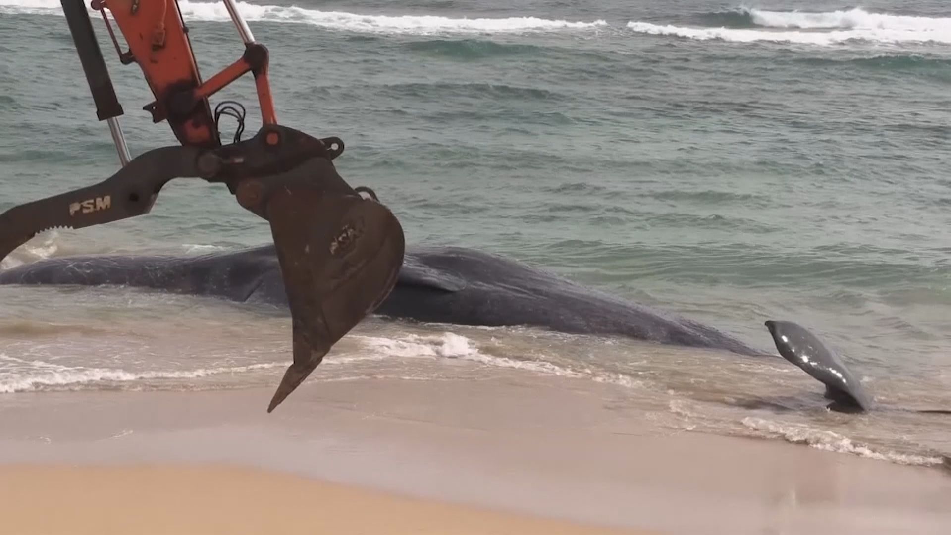 抹香鯨疑死於吞食大量漁網和膠袋