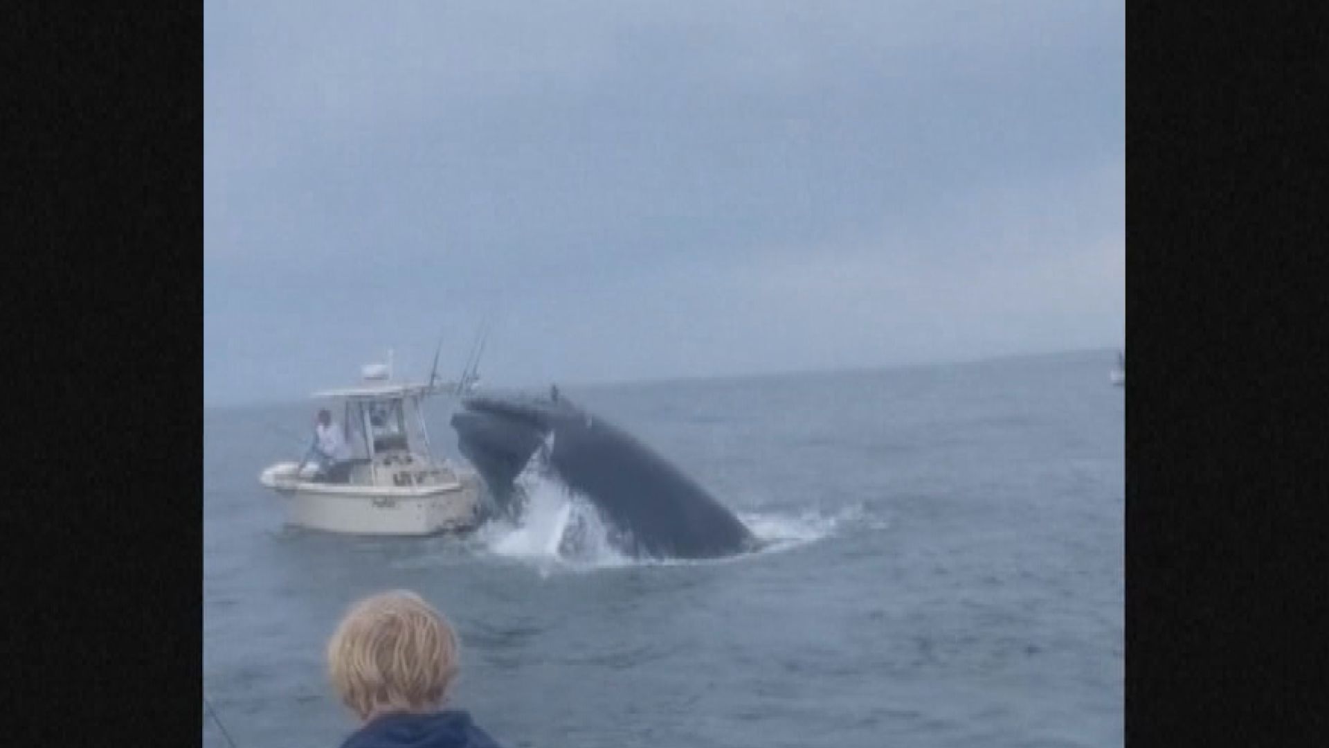 美國新罕布什爾州發生罕見鯨魚撞翻漁船意外
