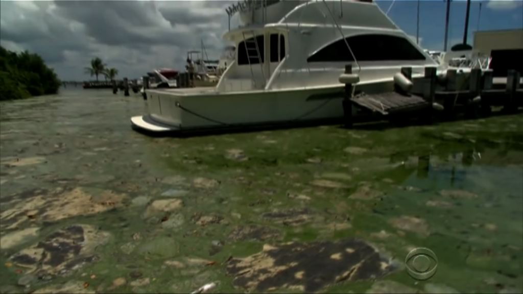 美國湖泊受有毒海藻困擾　危害生態