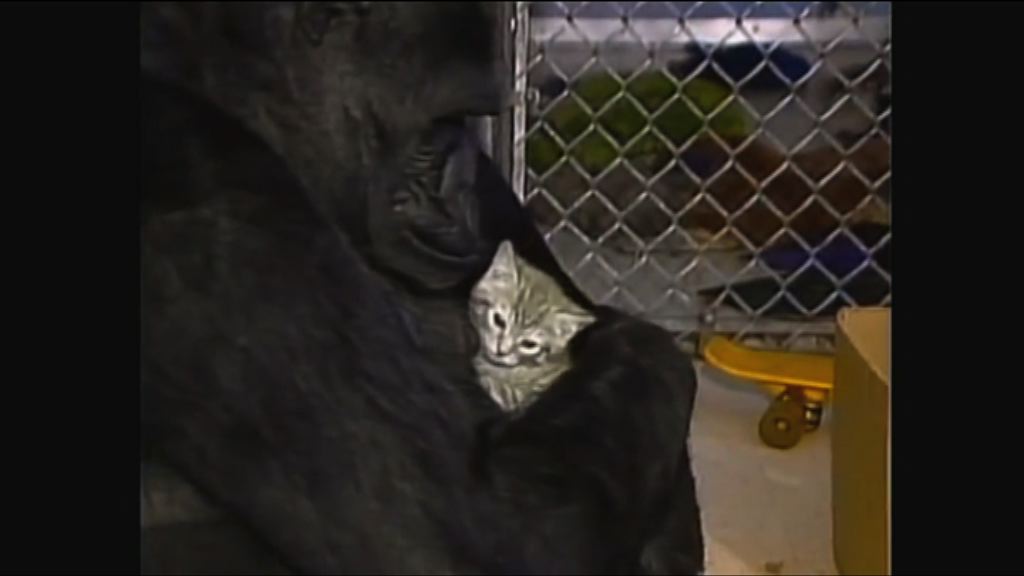 美國懂手語大猩猩Koko逝世 