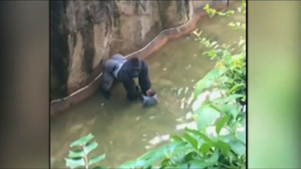 美當局或起訴闖動物園區男童父母