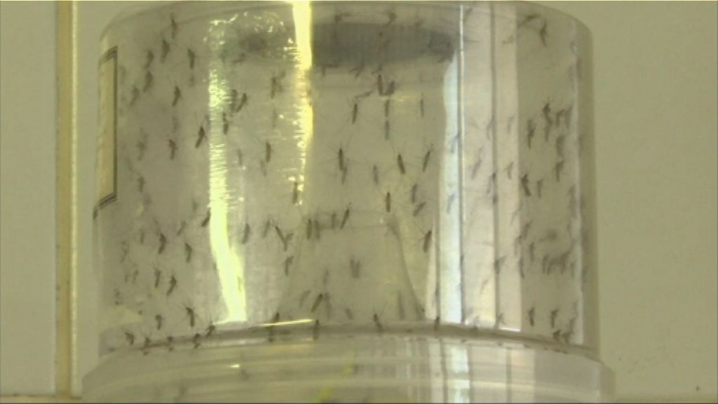 美通過放出基因改造伊蚊實驗抗寨卡