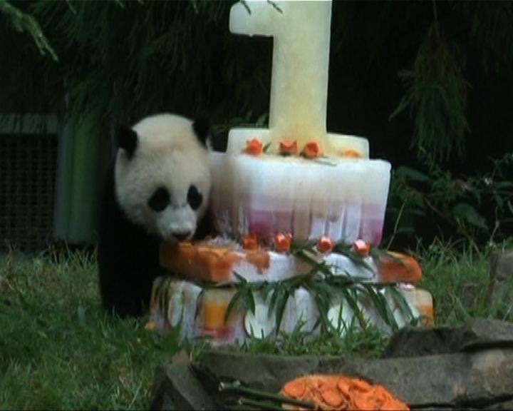 
美國動物園為大熊貓慶生