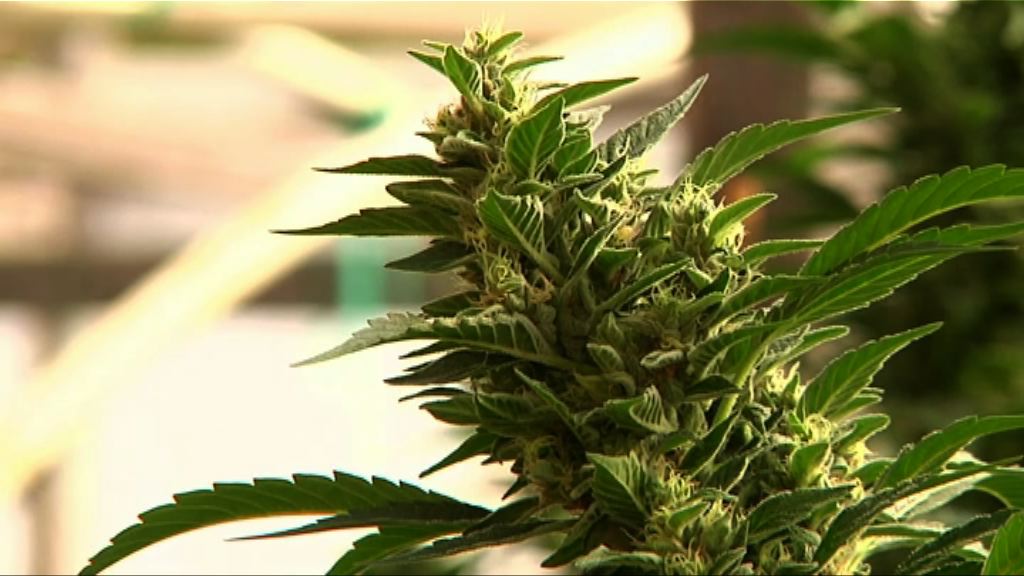 多州投票通過消遣用大麻合法化