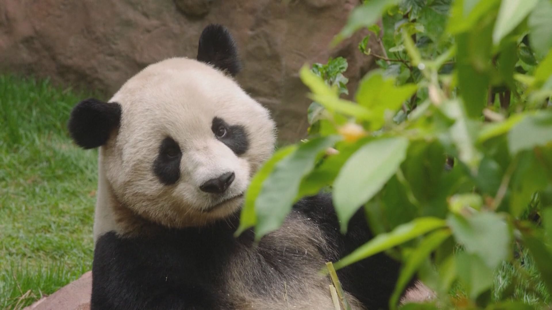 旅美大熊貓雲川及鑫寶下月將於聖迭戈動物園公開亮相