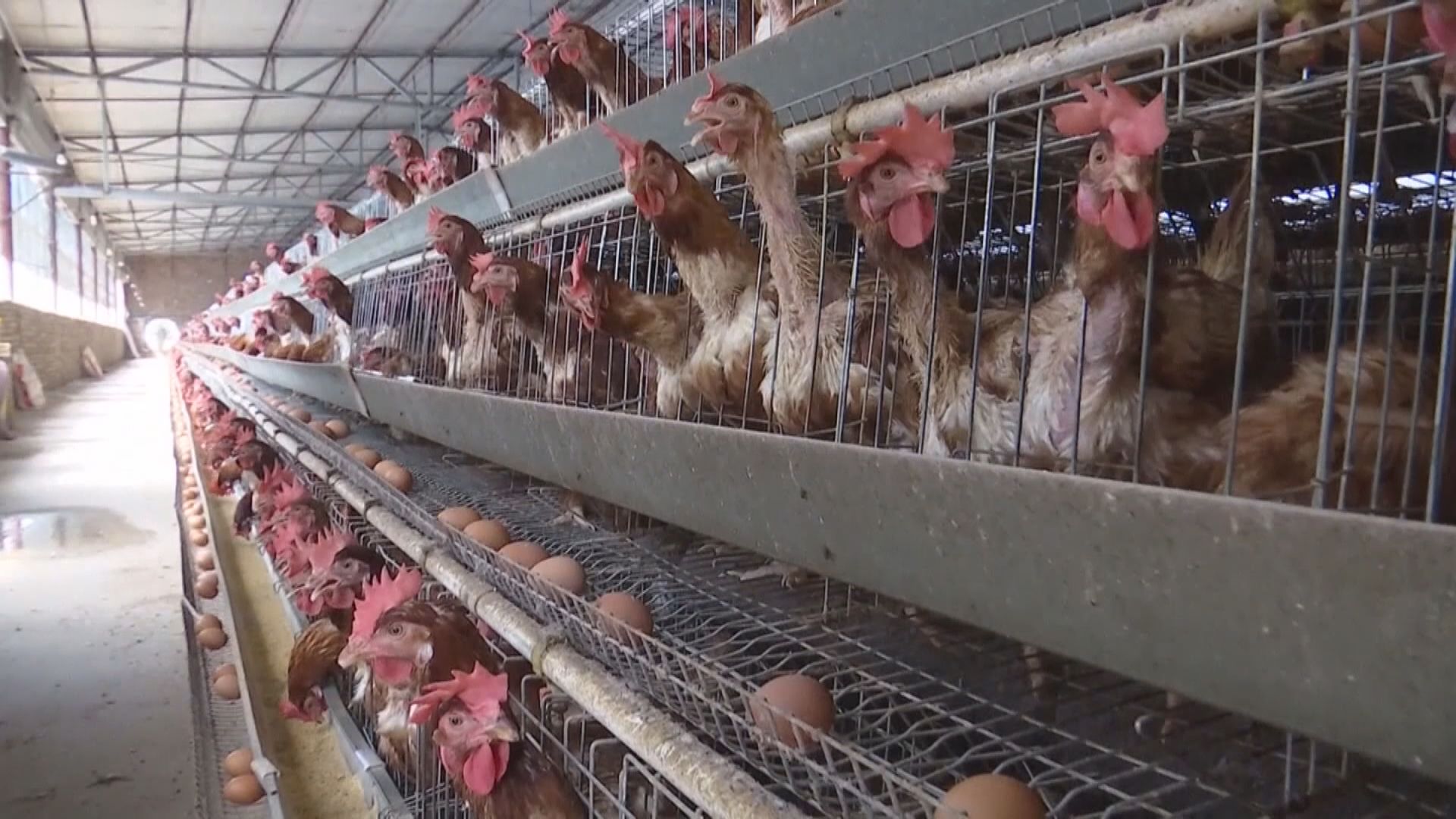 歐亞多國爆發禽流感疫情　本港暫停從相關國家入口禽肉及禽類產品