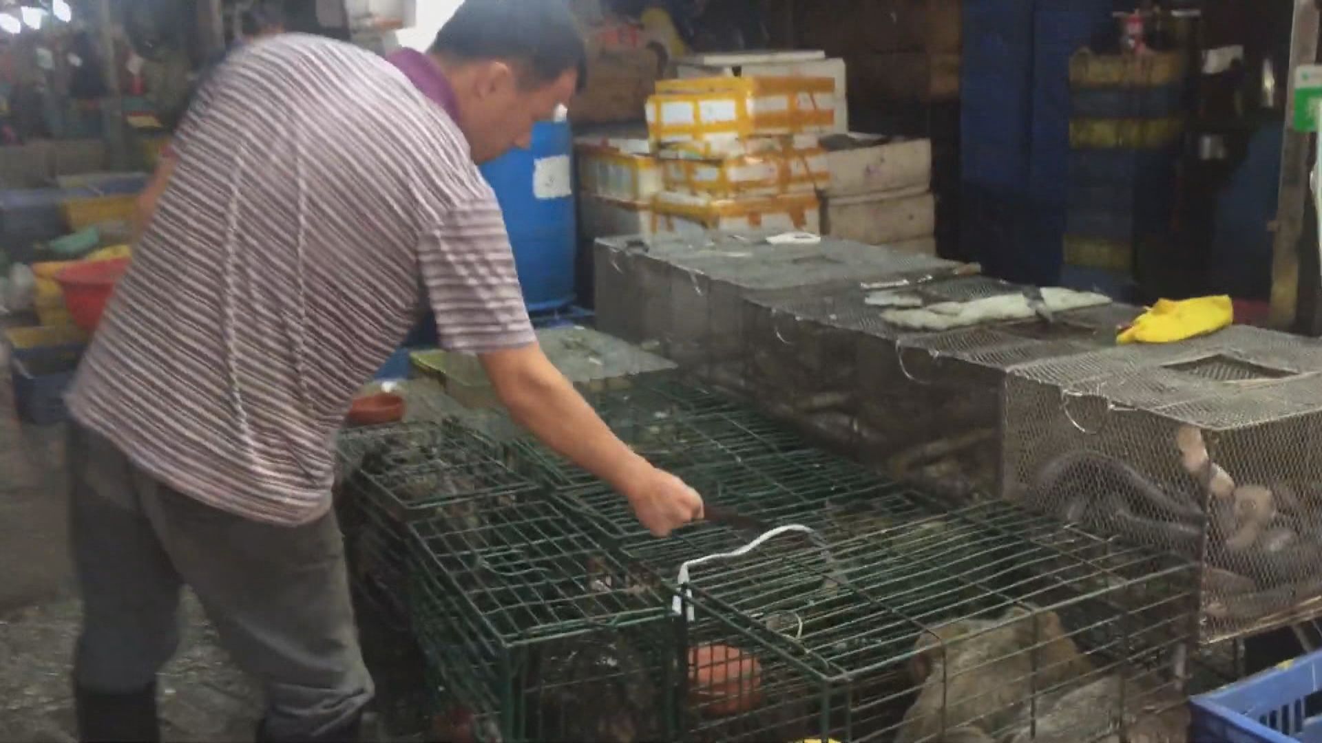 廣東省即日起禁止濫食和交易野生動物