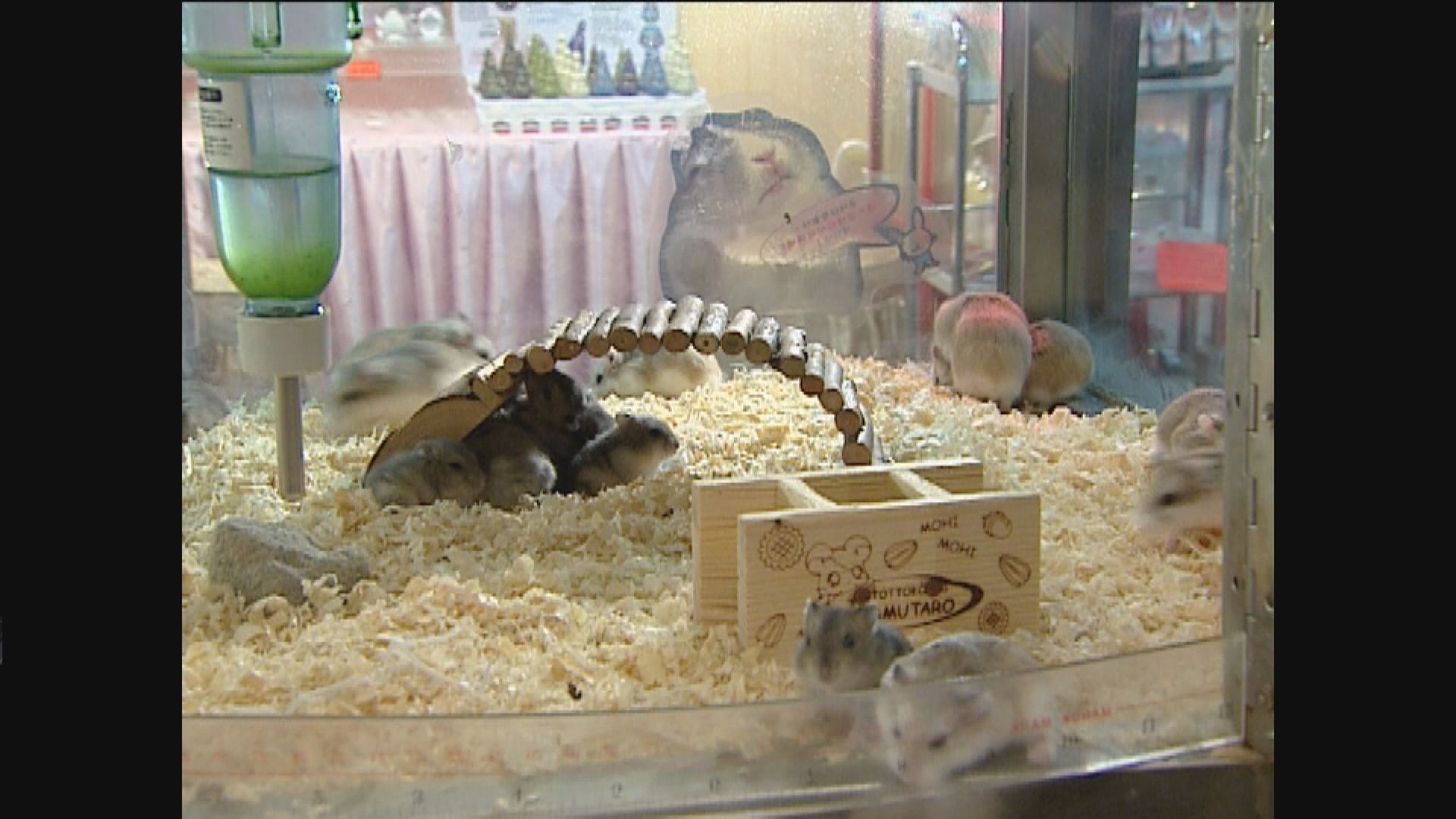 漁護署要求出售倉鼠寵物店的動物須檢測　才可恢復營業