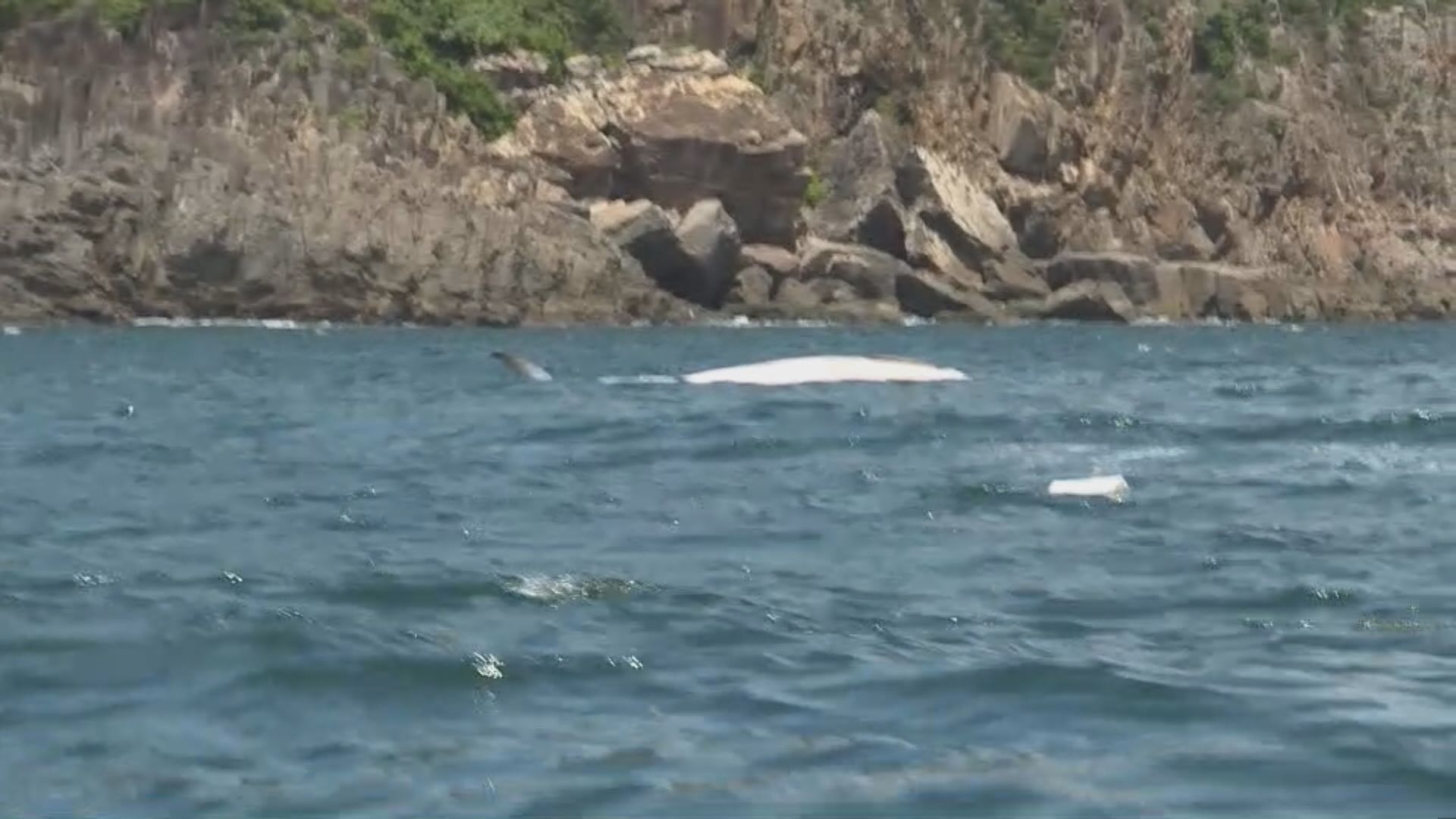 西貢牛尾洲對開海面發現鯨魚屍體