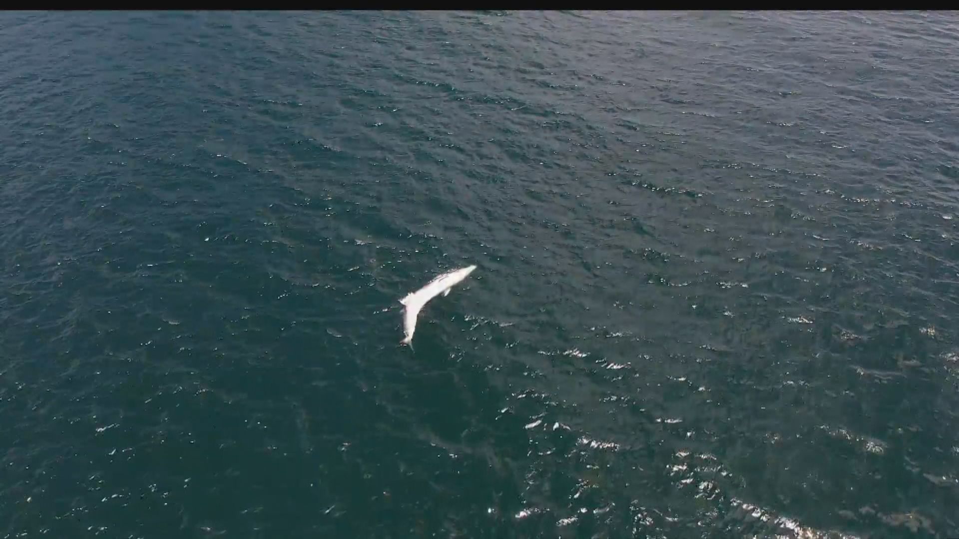 西貢牛尾洲對開海面發現鯨魚屍體