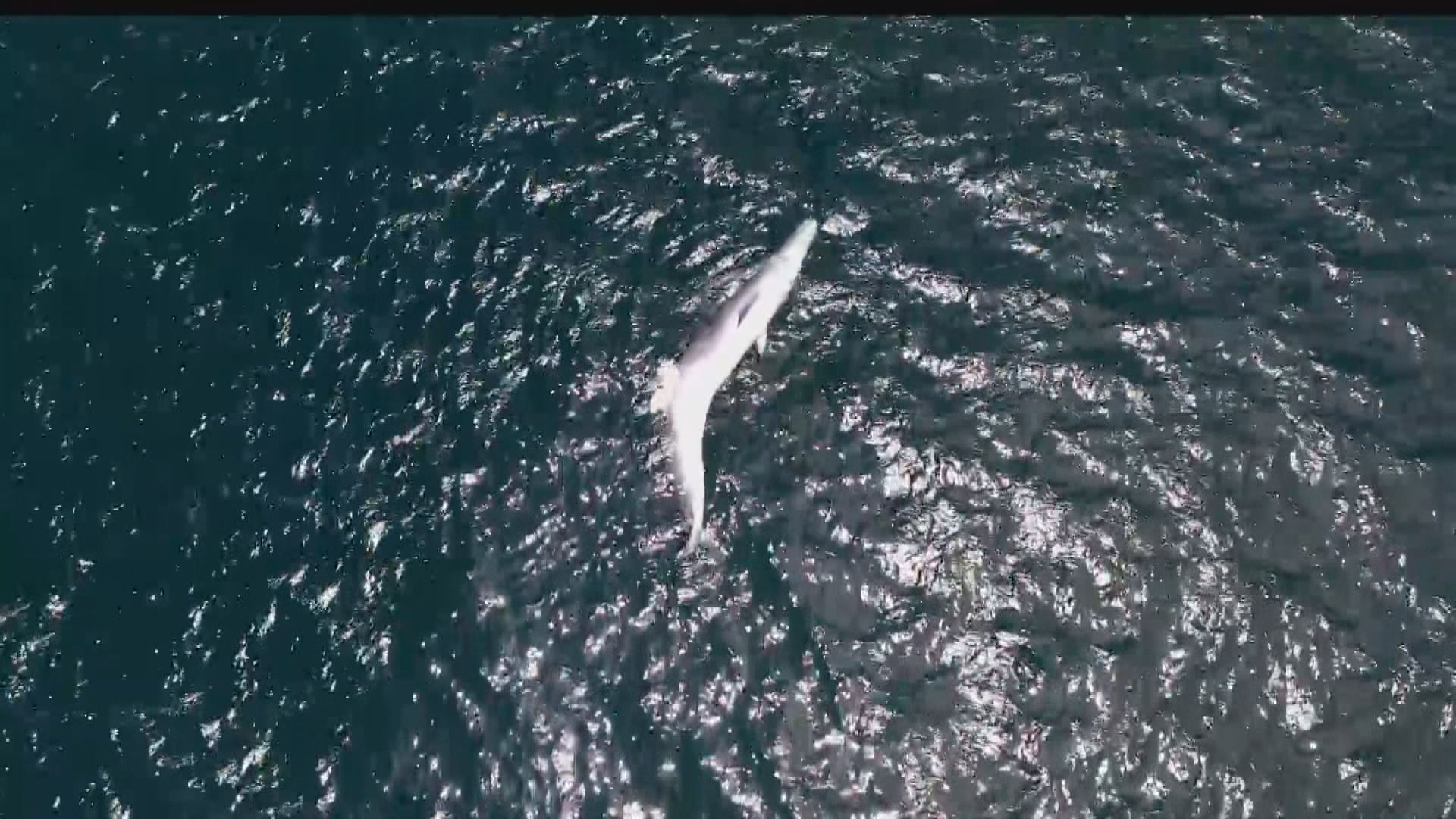 西貢牛尾洲海面發現鯨魚屍體  專家料是早前出沒的布氏鯨 