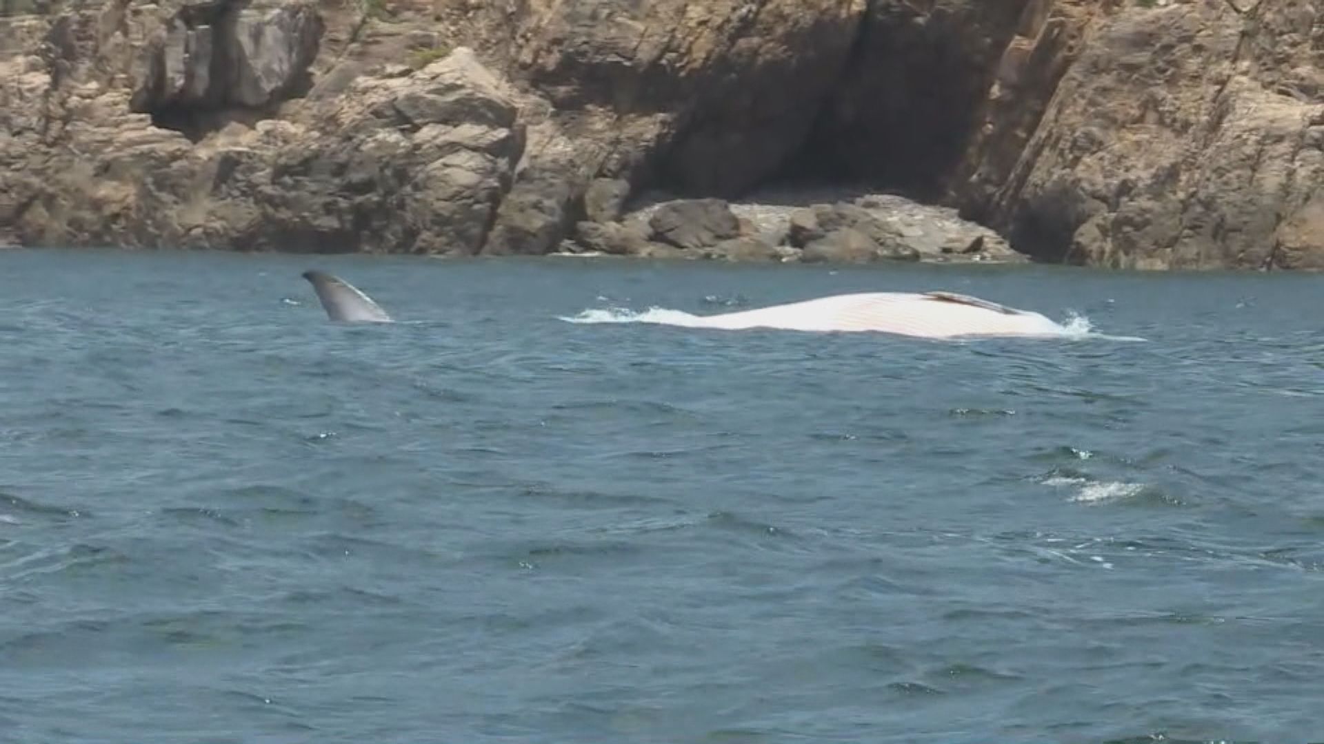 西貢牛尾洲海面發現鯨魚屍體 料是早前出沒的布氏鯨 