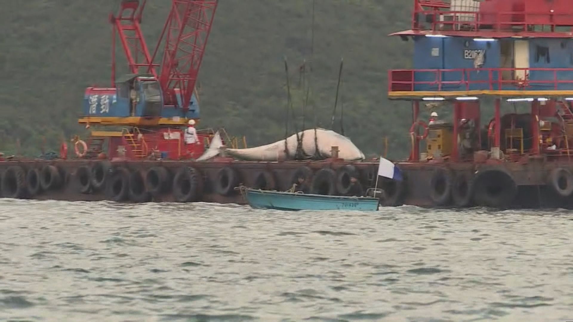 西貢牛尾洲海面發現鯨魚屍體  料是早前出沒的布氏鯨 