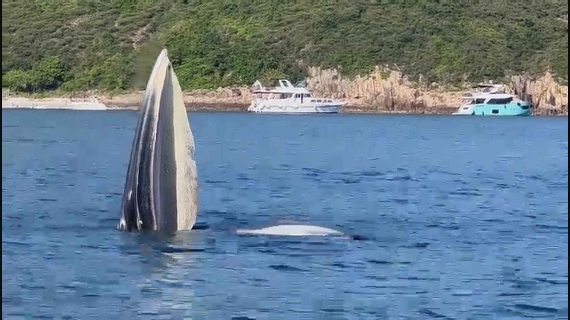 西貢海域疑出現鯨魚蹤影