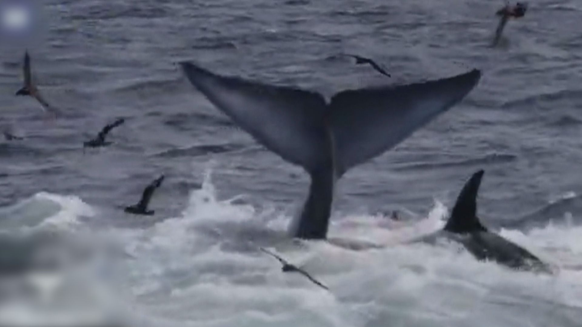 澳洲研究員拍下殺人鯨圍攻藍鯨罕有片段