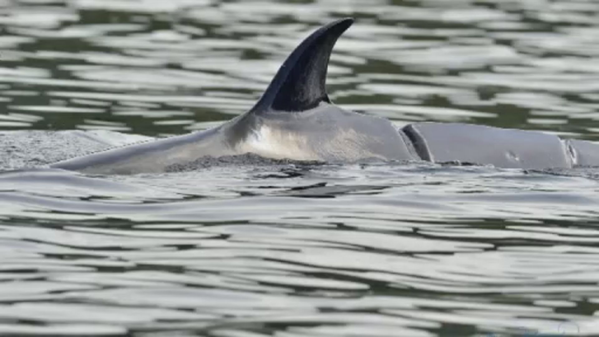 海洋公園：西貢鯨魚背部現螺旋槳傷痕