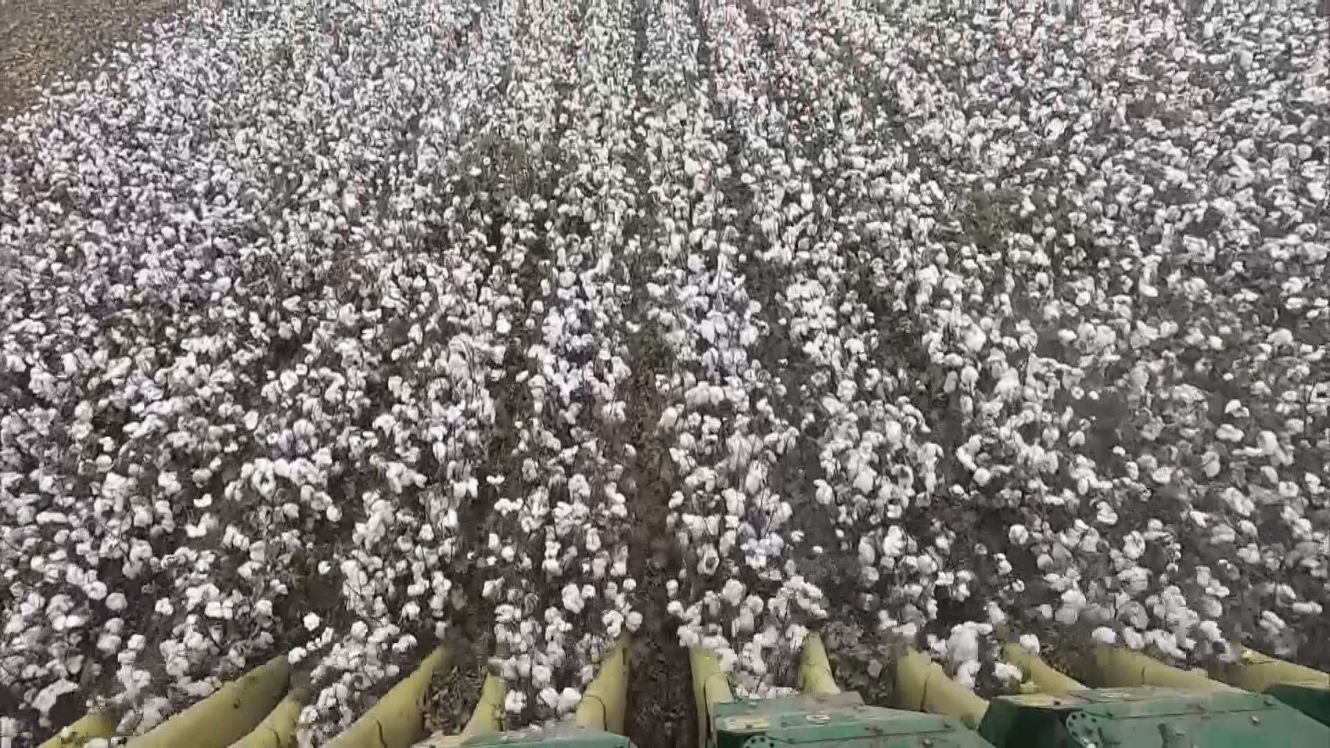 新疆棉農指種植越趨機械化　不存在強迫勞動