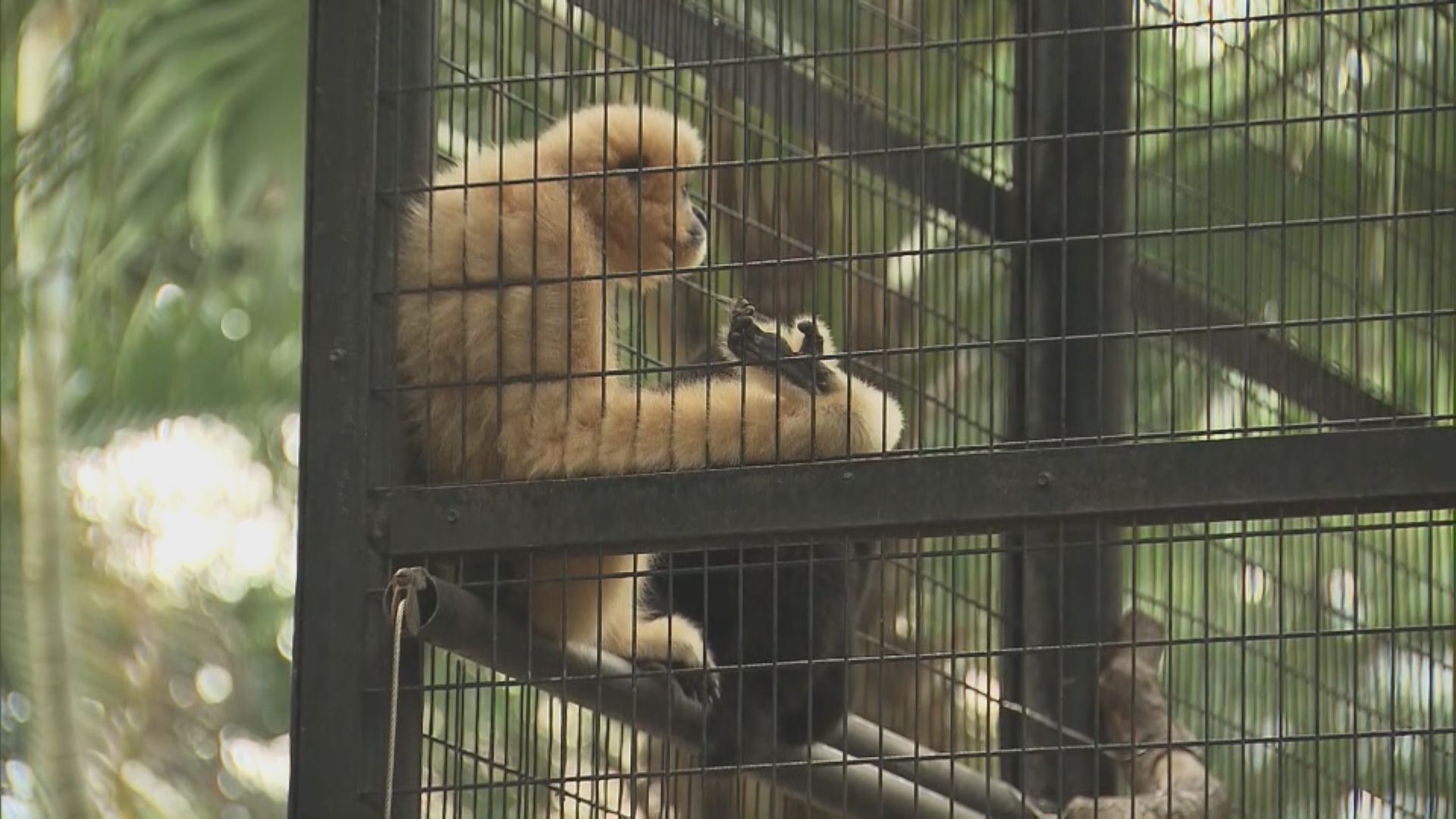 動植物公園九猴染類鼻疽致敗血病死亡　相信是翻土工程引起