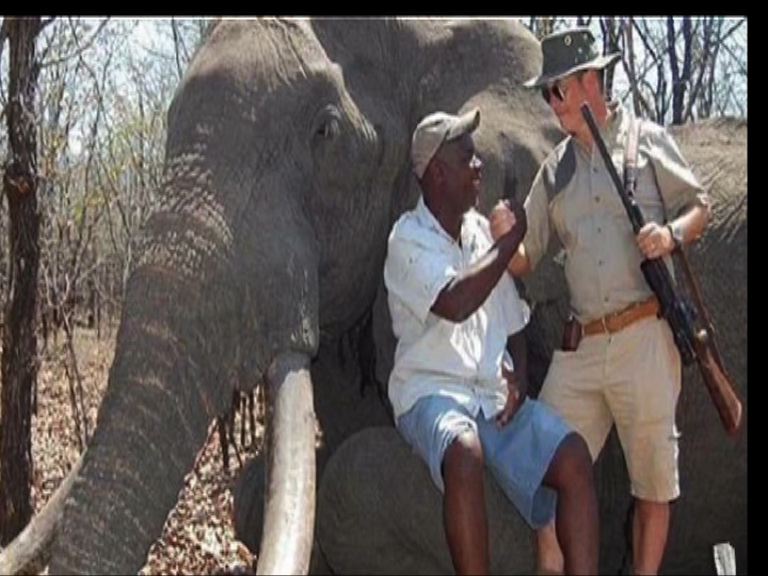 津巴布韋罕有大象遭合法獵殺