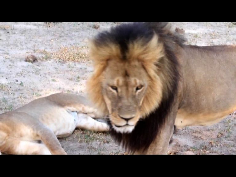 再有美國人涉嫌在津巴布韋非法獵殺獅子