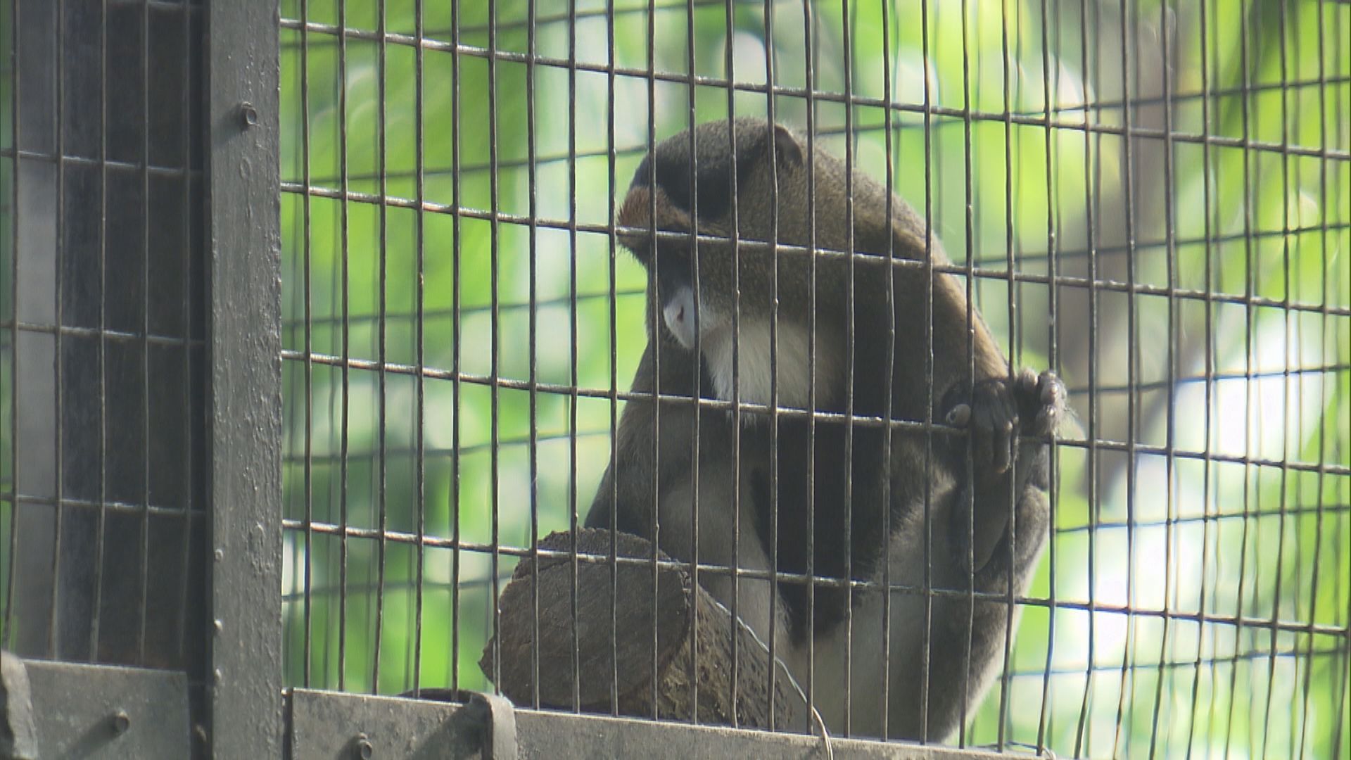 動植物公園8隻猴子死亡　哺乳類動物區暫停開放