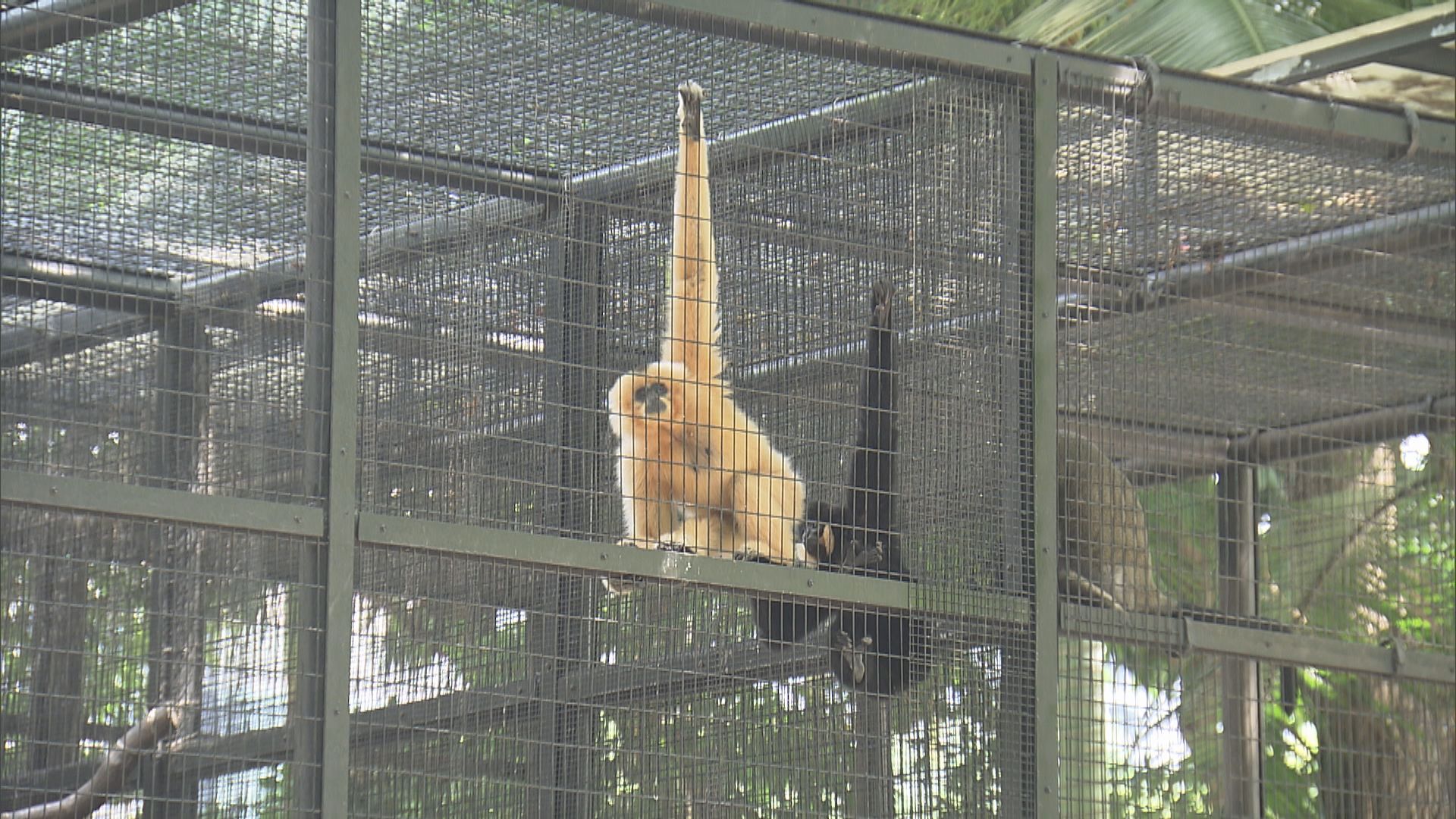 動植物公園再多一隻白面僧面猴離世