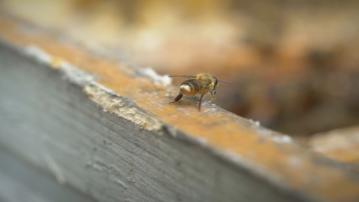 經緯線本周提要 嘉道理農場 保育蜜蜂需增加蜜源 Now 新聞